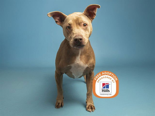 BRODY - American Pit Bull Terrier available for adoption