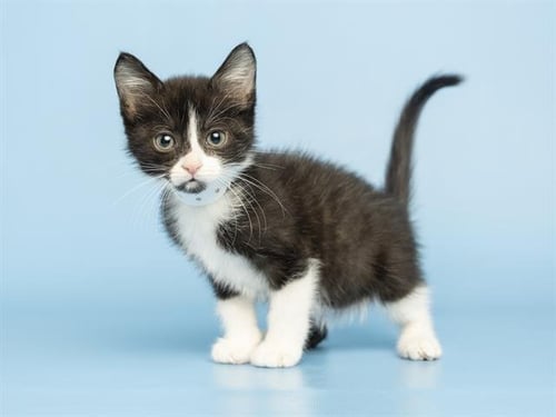 BOOTS - Domestic Long Hair for adoption in Phoenix