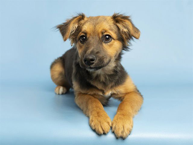 ARYA - Australian Cattle Dog/Blue Heeler available for adoption