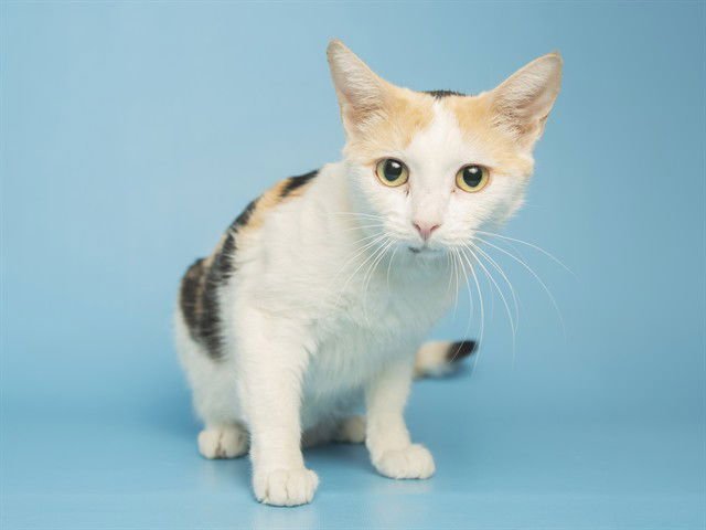 HEAVEN - Domestic Short Hair available for adoption