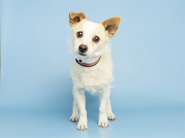 ROCCO - Cairn Terrier available for adoption