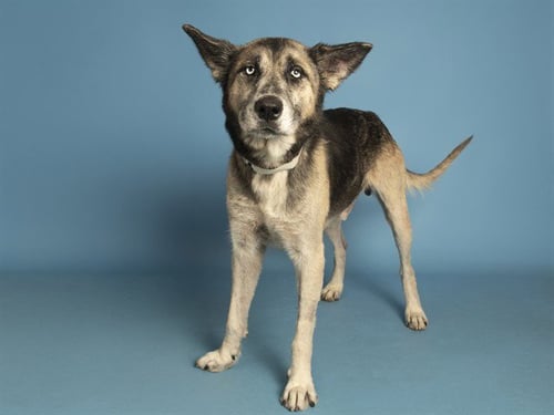 GREY - German Shepherd Dog available for adoption