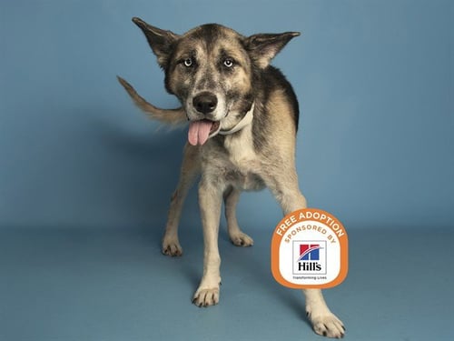 GREY - German Shepherd Dog available for adoption
