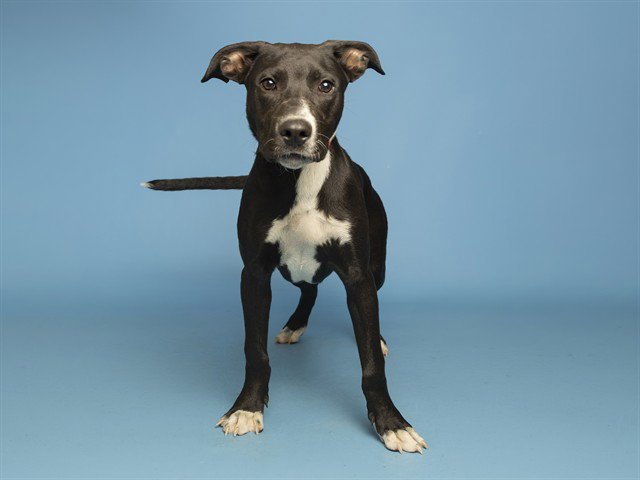 BAXTER Image
