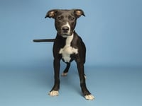 BAXTER - Photo 1
