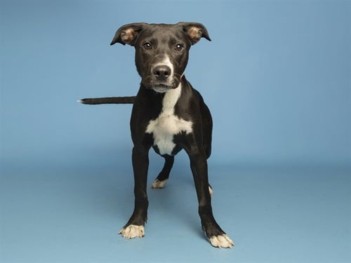 BAXTER - American Pit Bull Terrier available for adoption