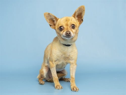 TALULAH - Chihuahua available for adoption