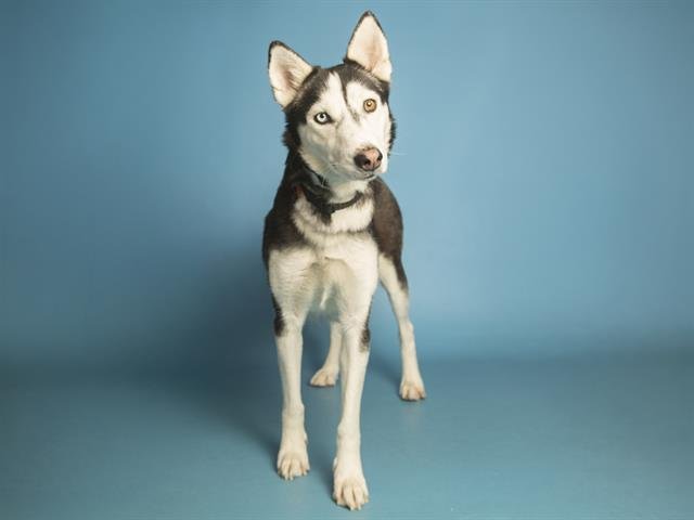 VAL - Husky available for adoption