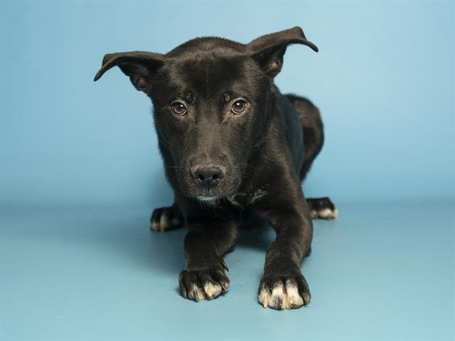 BEEF - Labrador Retriever available for adoption