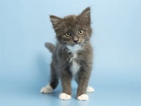 FLOKI - Photo 1