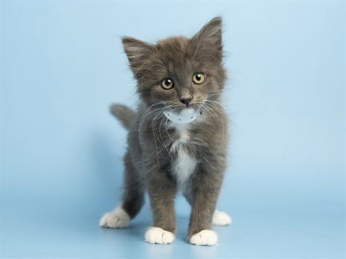 FLOKI - Domestic Medium Hair available for adoption