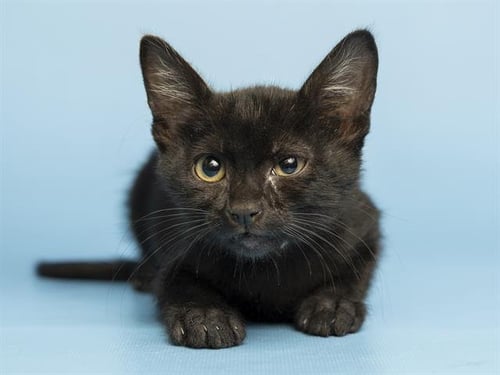 SCULLY - Domestic Short Hair available for adoption