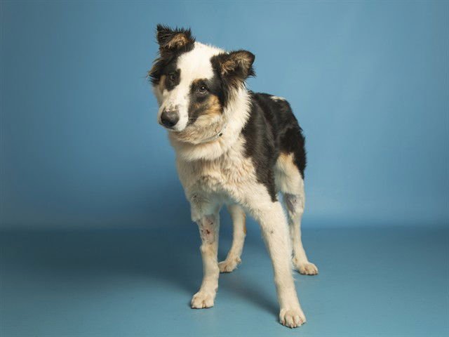 JONES - Border Collie available for adoption