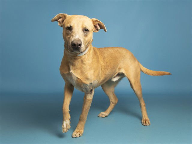 EZRA - Labrador Retriever available for adoption