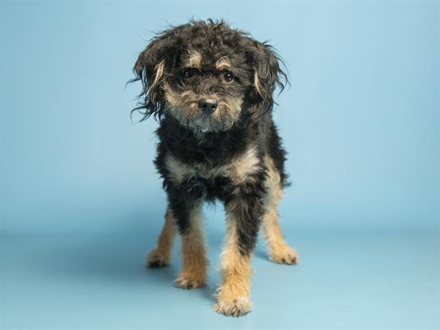 BEAR - Poodle (Miniature) available for adoption