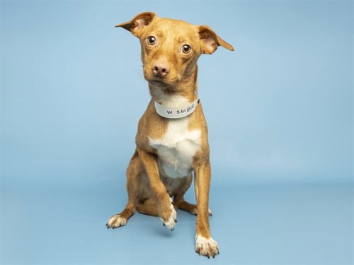 PRINCE - Chihuahua available for adoption
