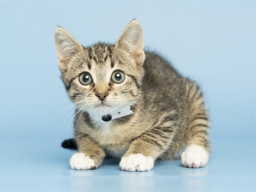 BARLEY - Domestic Short Hair available for adoption