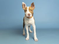 CINNAMON - Photo 1