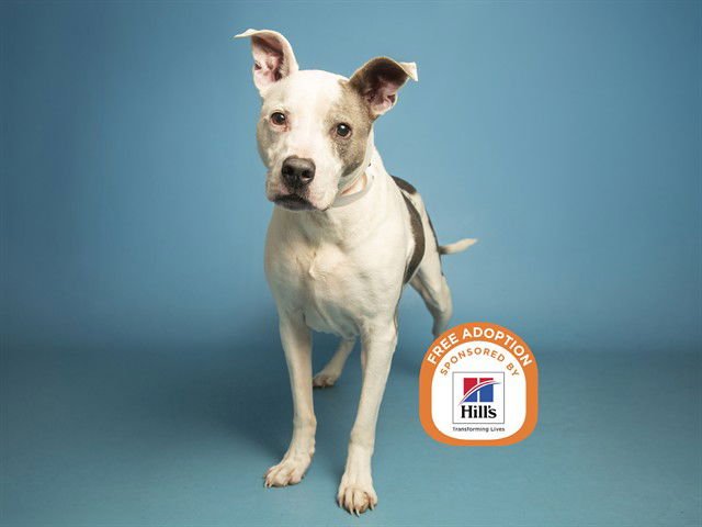 TITAN - American Pit Bull Terrier available for adoption