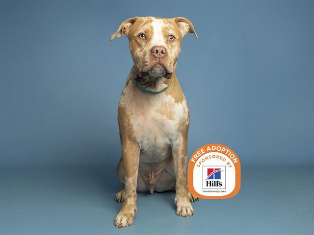 TAJIN - American Pit Bull Terrier available for adoption