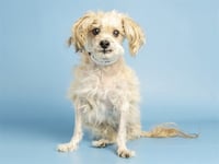 RUSSELL - Photo 1