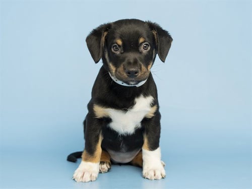 JJ - Carolina Dog available for adoption