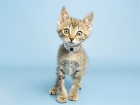 SIMON - Photo 1