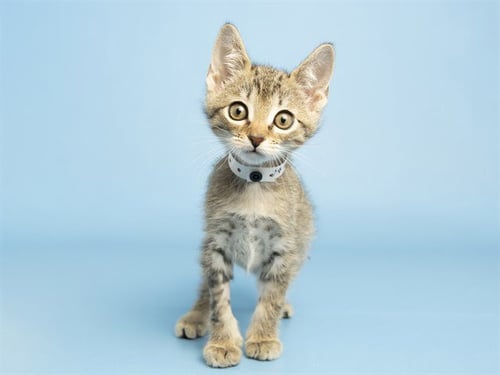 SIMON - Domestic Short Hair for adoption in Phoenix