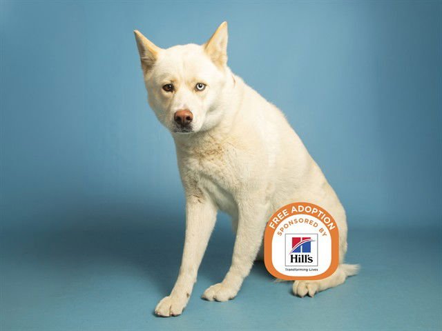 AKAMARU - Siberian Husky available for adoption