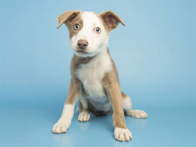 BUBBA - German Shepherd Dog / Husky available for adoption