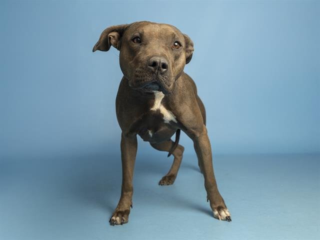 BAYA - American Pit Bull Terrier available for adoption