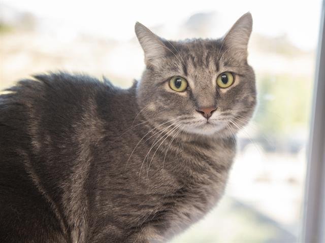 TABBY - Domestic Short Hair available for adoption