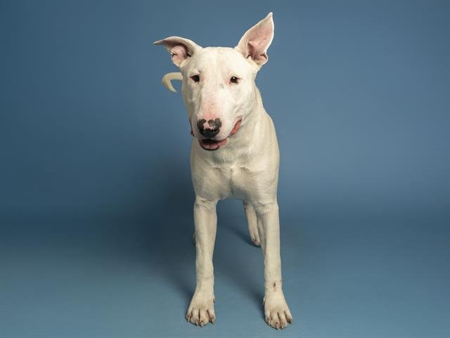 STAPLES - Bull Terrier available for adoption