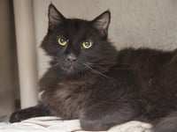 SHEBA - Photo 1