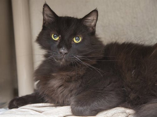 SHEBA - Domestic Short Hair available for adoption