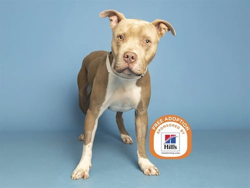 CARLOS - American Pit Bull Terrier available for adoption