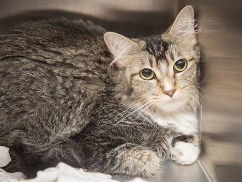 ARIZONA - Domestic Short Hair available for adoption