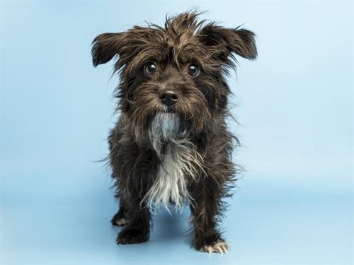 CLARA - Maltese / Yorkshire Terrier Yorkie available for adoption