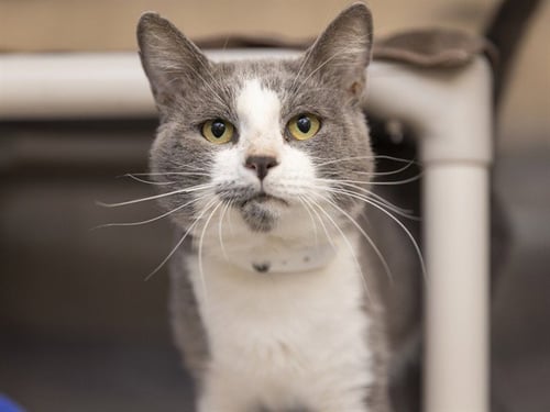 KIF - Domestic Short Hair for adoption in Phoenix