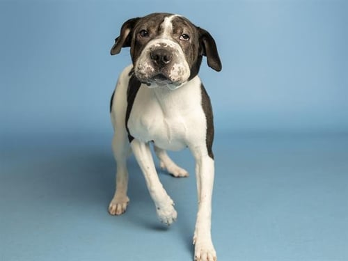 LILY ROSE - Chinese Shar-Pei available for adoption