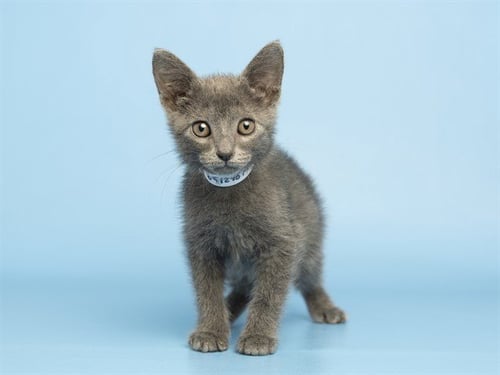 STEWART - Domestic Short Hair for adoption in Phoenix