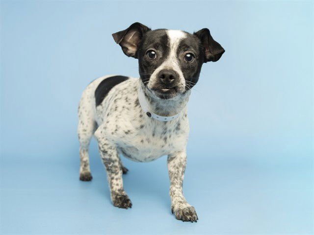 COBY - Chihuahua available for adoption