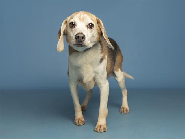 CHLOE - Beagle available for adoption