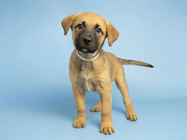 GALAXY - Mastiff available for adoption