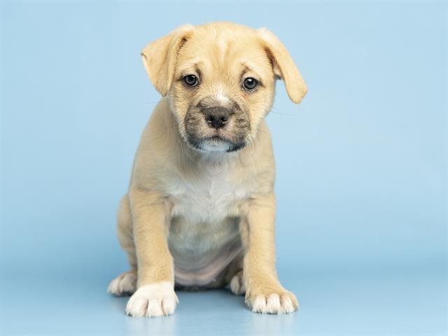 YIN - American Pit Bull Terrier available for adoption