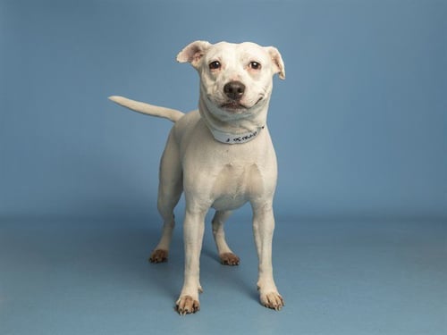 MERICA - American Pit Bull Terrier available for adoption