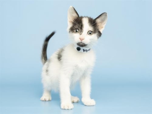 GROGU - Domestic Long Hair available for adoption