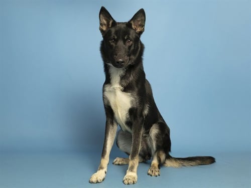 CADET - German Shepherd Dog available for adoption