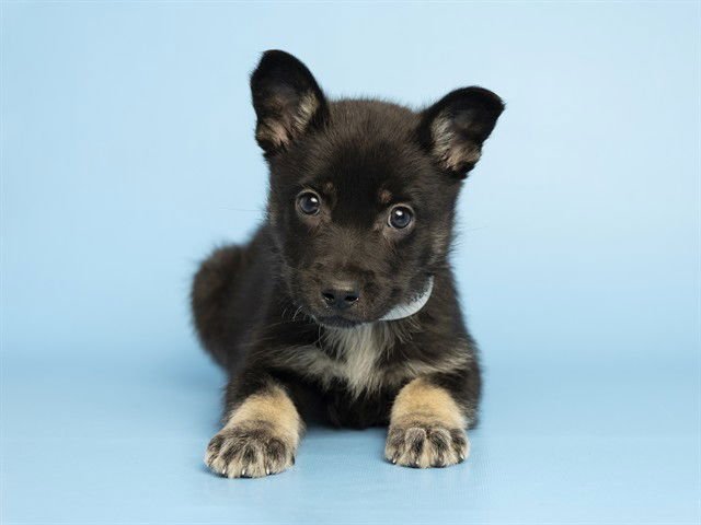 FLAMINGO - German Shepherd Dog available for adoption