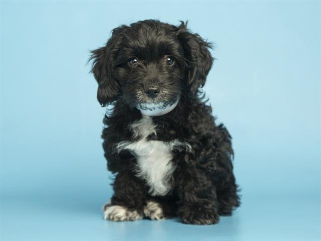 BABY CHUNK - Miniature Schnauzer available for adoption